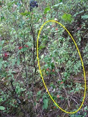 Clinopodium macrostemum