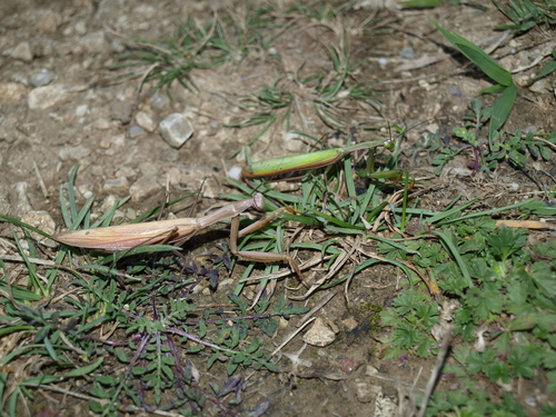 Mantide religiosa
