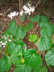 Begonia urophylla