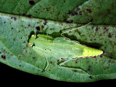 Epsomantis tortricoides