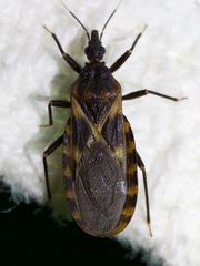 Triatoma lecticularia
