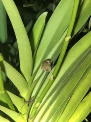 Eleutherodactylus gossei