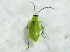 Diabrotica longicornis