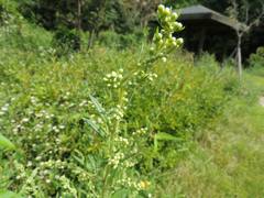Artemisia japonica