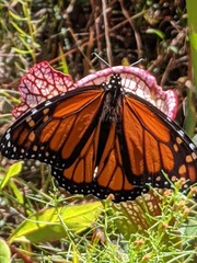 Danaus plexippus