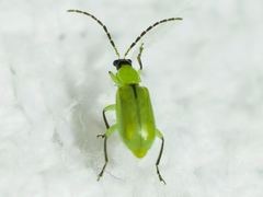 Diabrotica longicornis