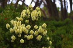 Melaleuca pityoides