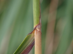 Cymbopogon tortilis