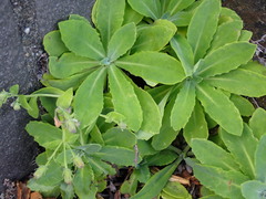 Crepidiastrum lanceolatum