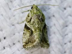 Diastema cnossia
