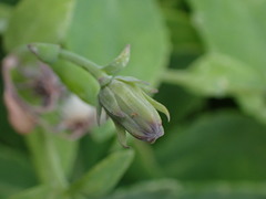 Crepidiastrum lanceolatum