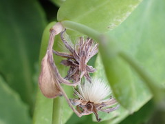 Crepidiastrum lanceolatum