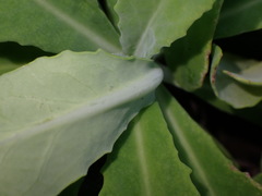 Crepidiastrum lanceolatum