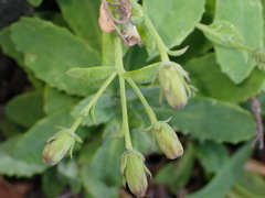 Crepidiastrum lanceolatum