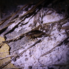 Modicogryllus consobrinus