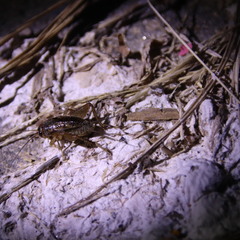 Modicogryllus consobrinus