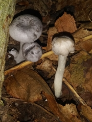 Cuphophyllus canescens