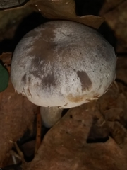 Cuphophyllus canescens