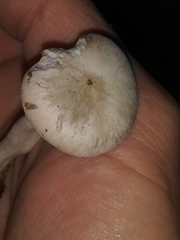 Cuphophyllus canescens