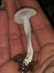 Cuphophyllus canescens