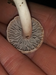 Cuphophyllus canescens