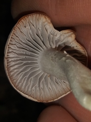 Cuphophyllus canescens