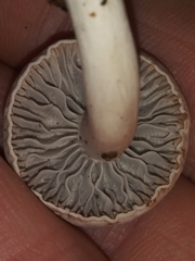 Cuphophyllus canescens