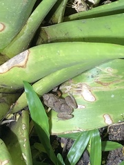 Eleutherodactylus gossei