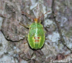 Sinopla perpunctatus