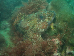 Sebastiscus marmoratus