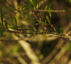 Forestiera segregata