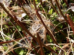 Epilobium brunnescens