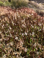 Epilobium brunnescens