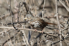 Passerella iliaca altivagans