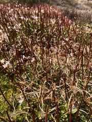 Epilobium brunnescens