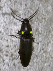 Deilelater physoderus