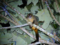 Aotus lemurinus