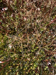 Epilobium brunnescens