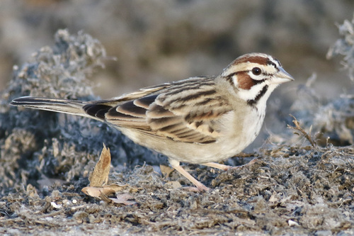 Lark Sparrow, photo 5 of 9