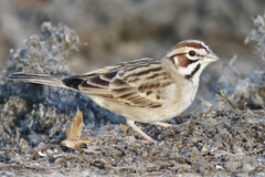 Lark Sparrow photo 4