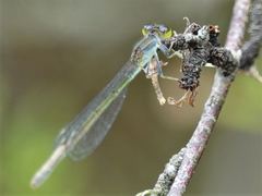 Ischnura aurora aurora