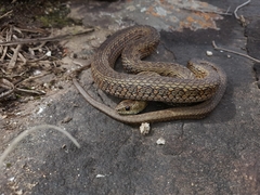 Amplorhinus multimaculatus