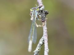 Ischnura aurora aurora