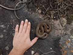 Amplorhinus multimaculatus