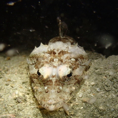 Platycephalidae