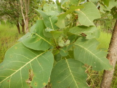 Terminalia ferdinandiana
