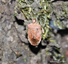 Lanopis rugosus