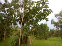 Terminalia ferdinandiana