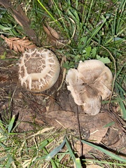 Pseudochitonia