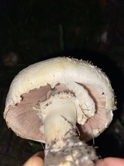 Pseudochitonia